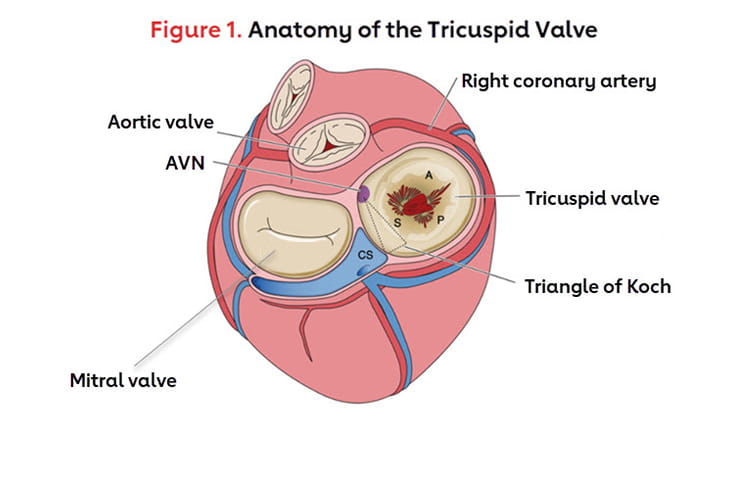 anatomy of the tricuspid valve