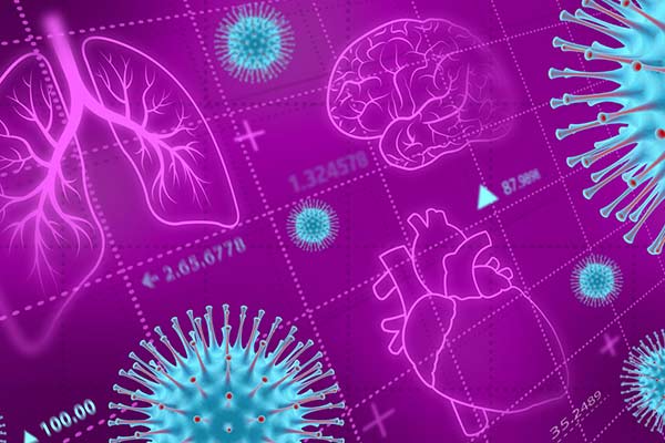 Outline drawing of lungs, brain and heart on pink background with blue spiked coronavirus molecules.