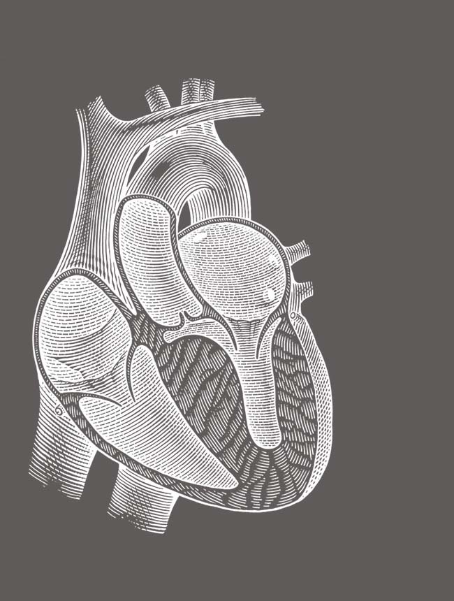 Illustration of the human heart