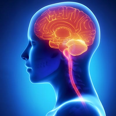 Stylized drawing of human brain superimposed over layers of bone, skin, nerves, etc.