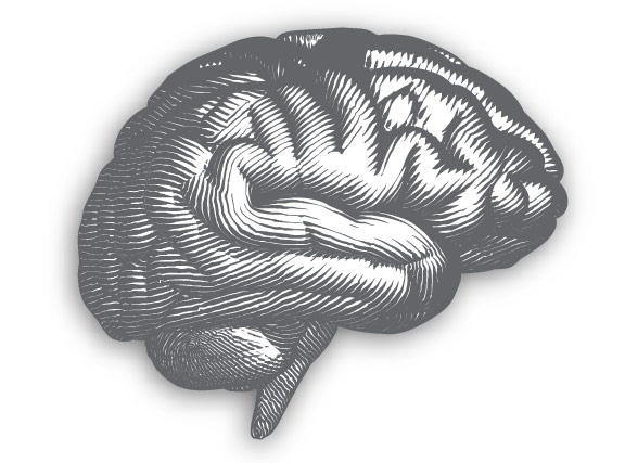 Black and white drawn image of brain