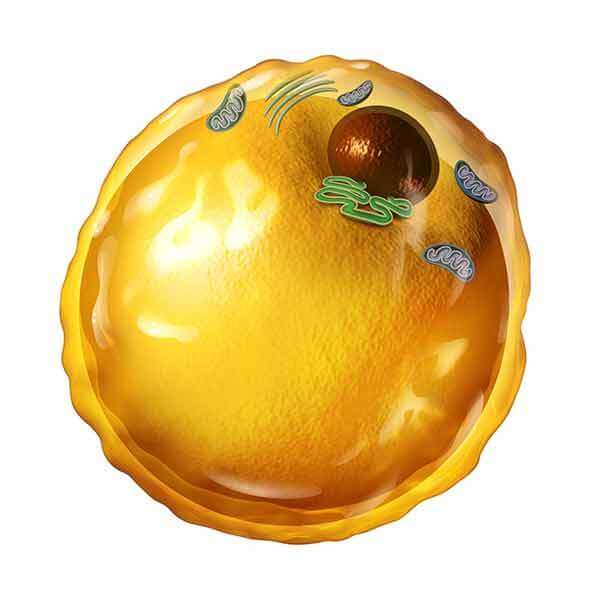Medical illustration of adipocyte fat cell