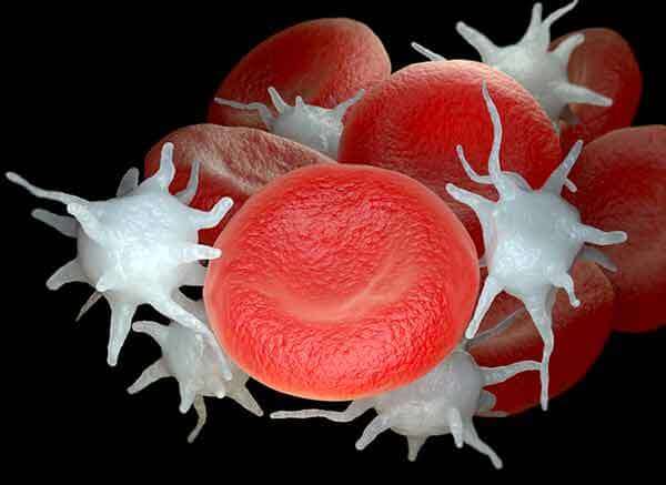 Medical illustration of red blood cells and activated platelets or thrombocytes