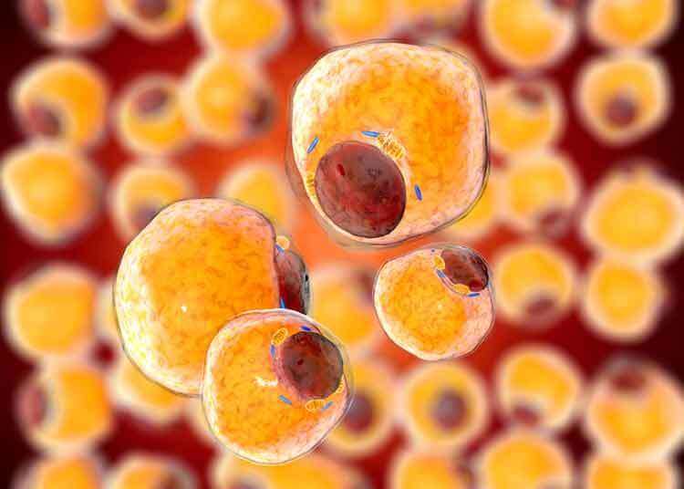 Illustration fat cells in adipose tissue