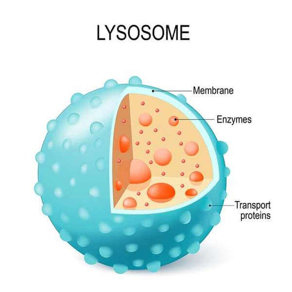 Illustration diagram of lysosome hydrolytic enzyme