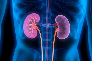 Medical illustration highlighting the kidneys and renal arteries situated in a transparent human torso.