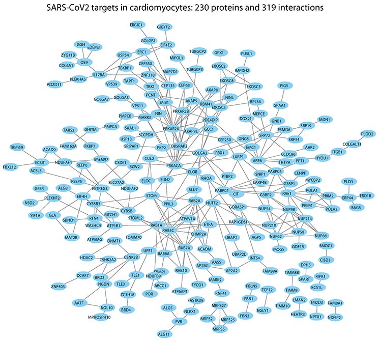 SARS-CoV2 Cardiomyocyte network -- Loscalzo