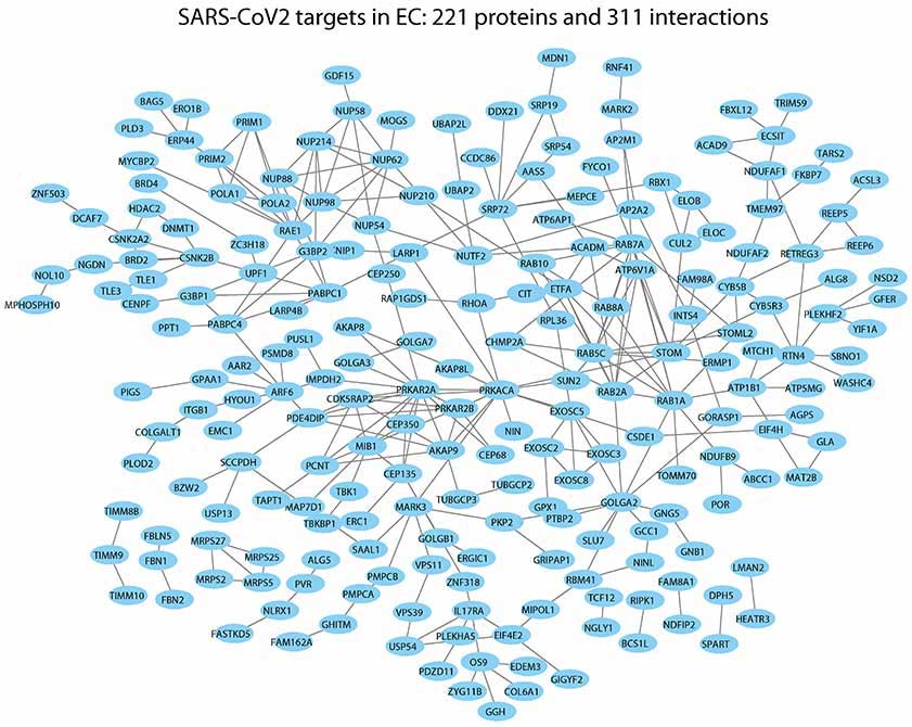 SARS-CoV2 endothelialcell network -- Loscalzo