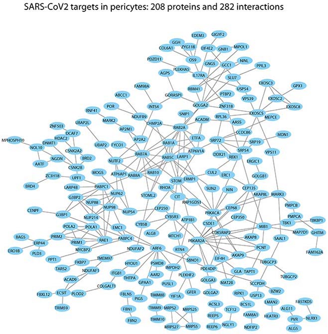 SARS-CoV2 pericytes network -- Loscalzo