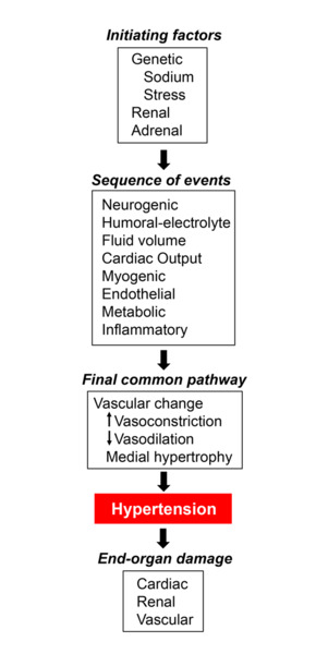 Figure showing Initiation factors > Sequence of event > Final common pathway > Hypertension > End-organ damage