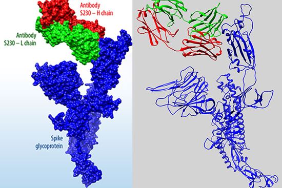 A new online data portal is making available to the public a wealth of data Lawrence Livermore National Laboratory scientists have gathered from their ongoing COVID-19 molecular design projects parti