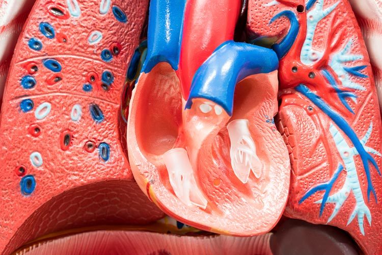 close-up of internal organs dummy on white background showing heart and lungs