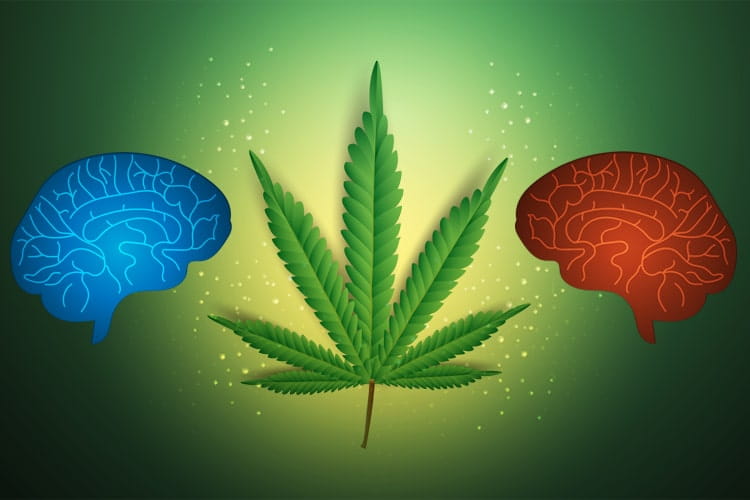 Illustration of a marijuana leaves between two brains
