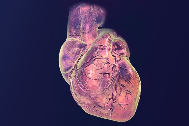 Heart with coronary blood vessels, computer illustration. Flat background.