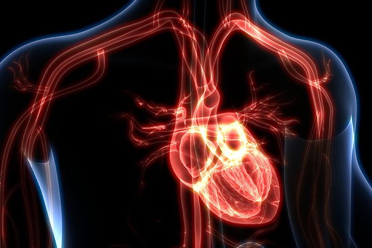 Illustration of human torso highlighting heart and arteries