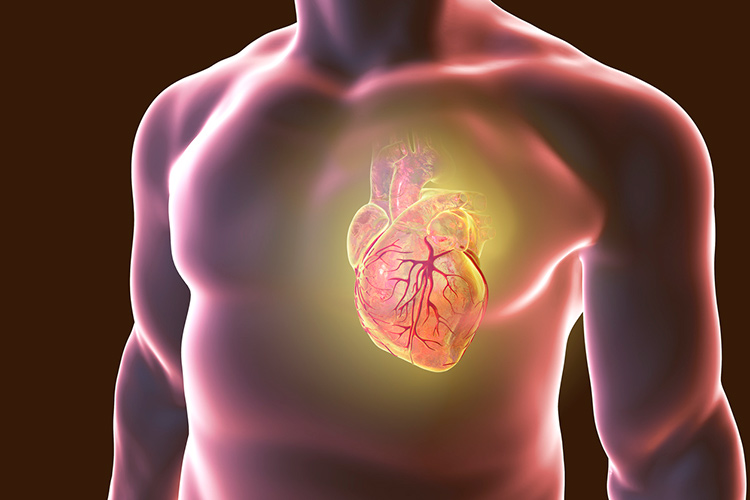 An illustration of a human torso highlighting the heart with heart vessels