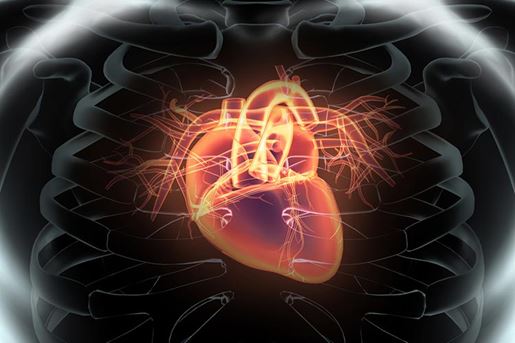 human internal organic human heart
