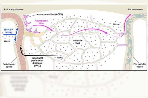 the neurovasculome