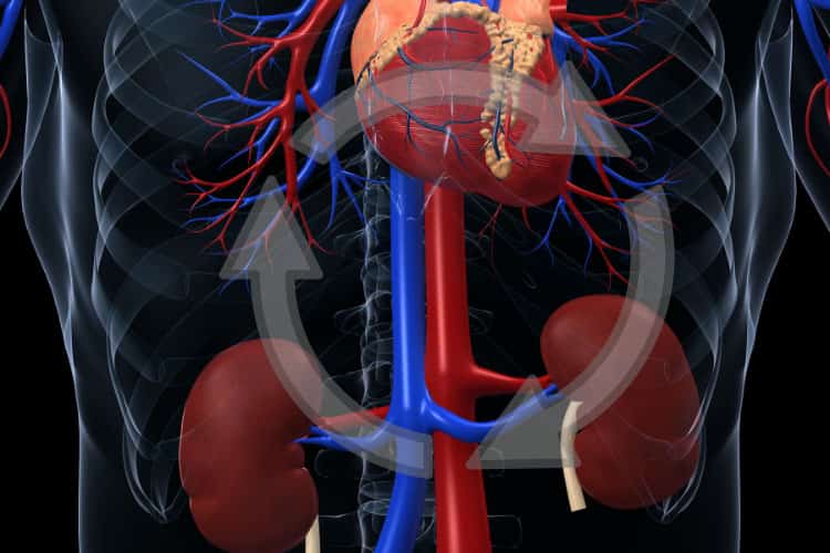Kidney and Heart Cardiorenal Syndrome