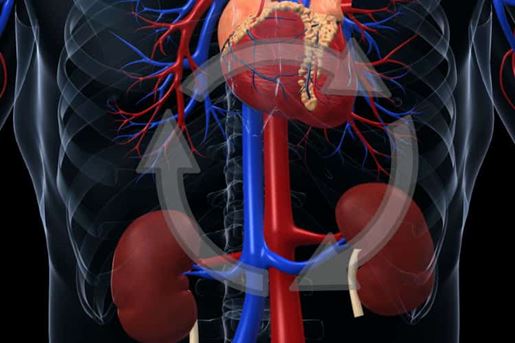 Kidney and Heart Cardiorenal Syndrome