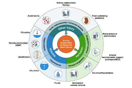 Evaluation and Management of Kidney Dysfunction in Advanced Heart ...