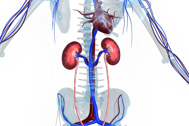 illustration of the kidneys and heart