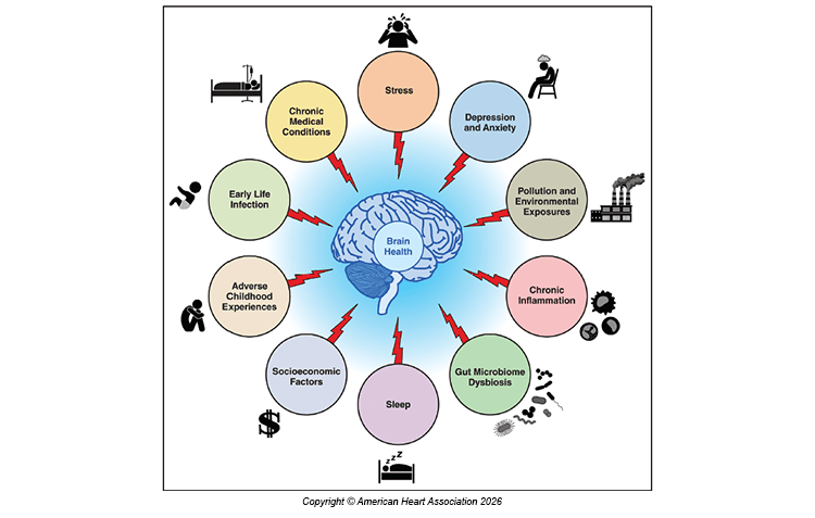 Brain Health Across the Life Span: A Framework for Future Studies