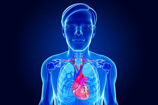 Male Heart Anatomy