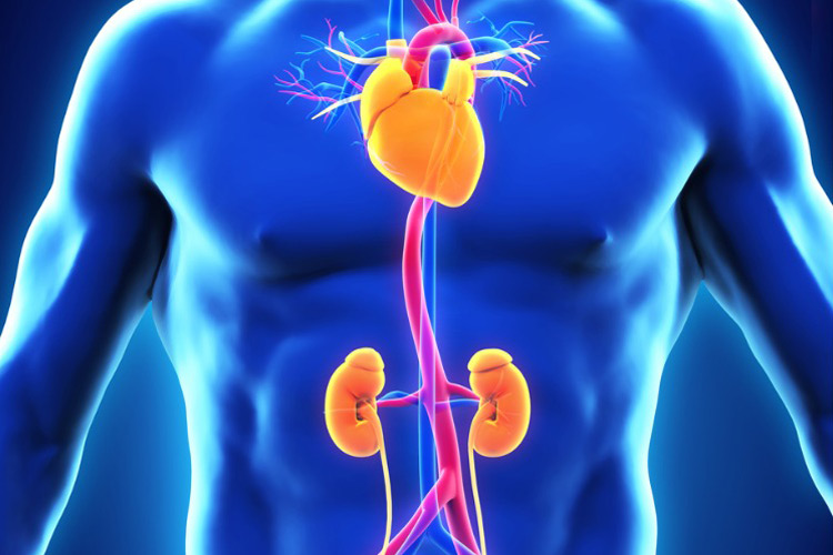 3D rendering of a male torso showing thoracic aorta and kidneys
