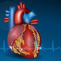 Grawphic anatomical representation of human heart