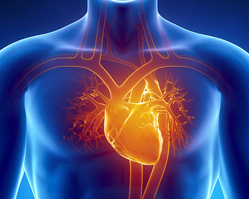 Futuristic graphic representation of the human heart and its vessel system