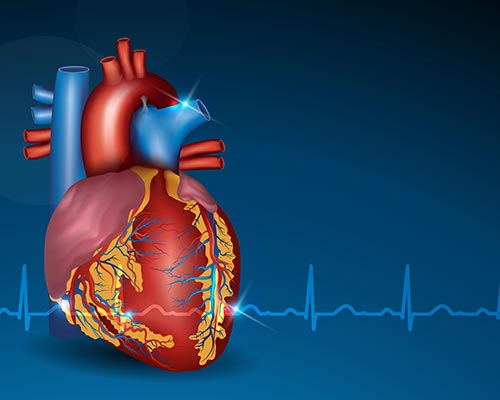 Graphic representation of a human heart with vessels and an EKG heartbeat.