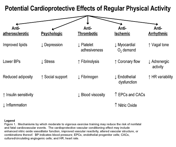 Potential Cardioprotective Effects of Regular Physical Activity