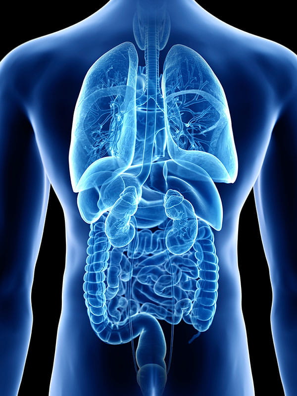 A futuristic illustration of a man's internal organs portrayed in a blue light.