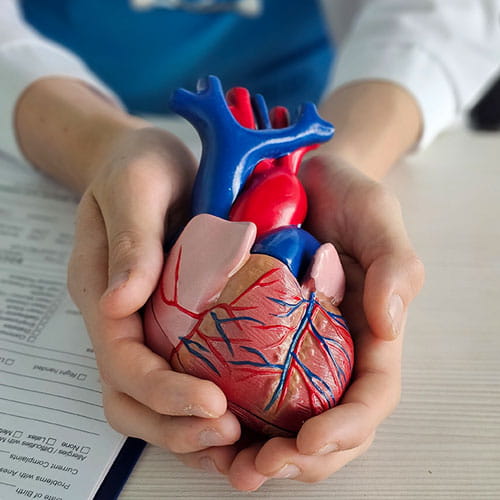 A medical professional holds a model of a human heart in their hands.
