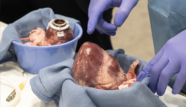 AHA25 attendees got a chance to explore a pig heart up close during live demonstrations in the Science and Technology Hall at AHA25 in New Orleans.
