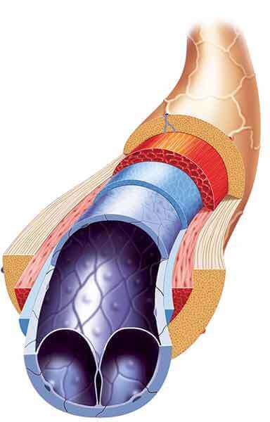 Medical illustration showing components of human vein