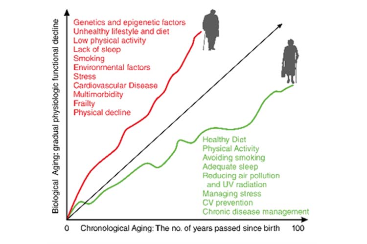 Figure1 Genetics and epigenetic factors
