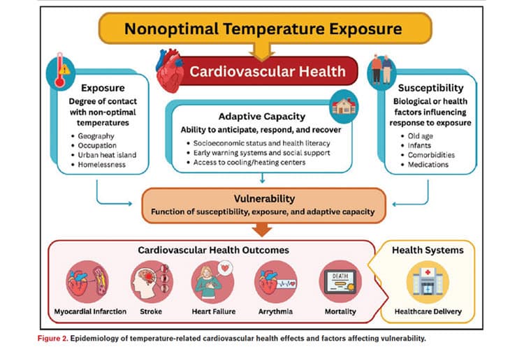 Figure 2: Epidemiology of temperature-related cardiovascular health effects and factors affecting vulnerability