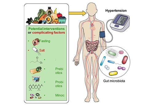 Figure1. Potential interventions and complicating factors that target the gut microbiota to influence blood pressure. Potential interventions that have been reported to be beneficial to hypertension in experimental rodents and humans. Salt, as a complicating factor that alters the gut microbiota and activates immune responses, is discussed. The listed factors represent those discussed in this review and do not encompass all potential contributors. FMT indicates fecal microbiome transplantation; and SCFA, short-chain fatty acid.