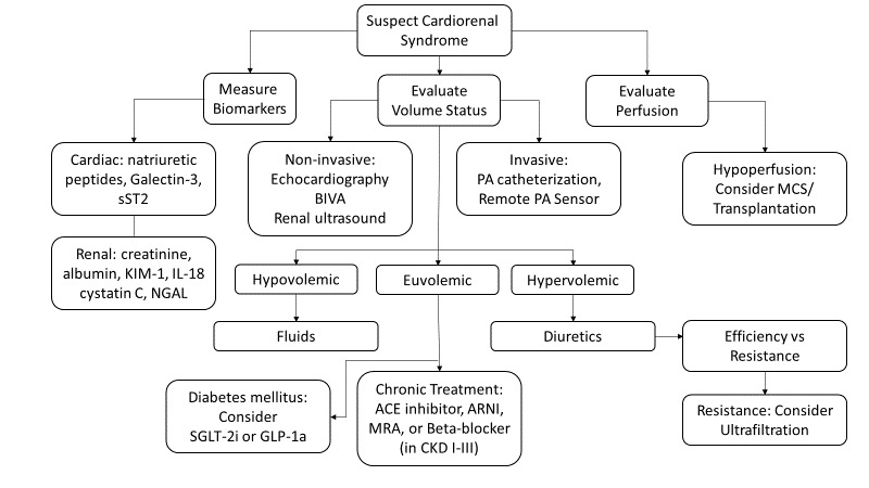 The heart-kidney kidney-heart connection and our improving understanding