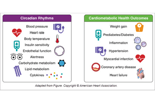 Chart showing circadian Rhythms and Cardiometabolic Health Outcomes