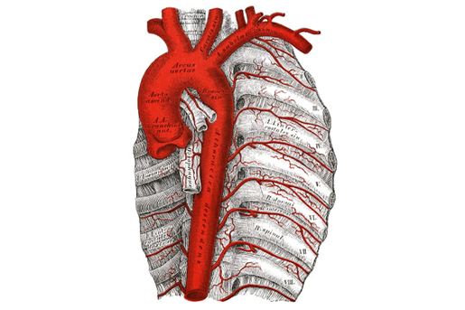 circulatory system illustration