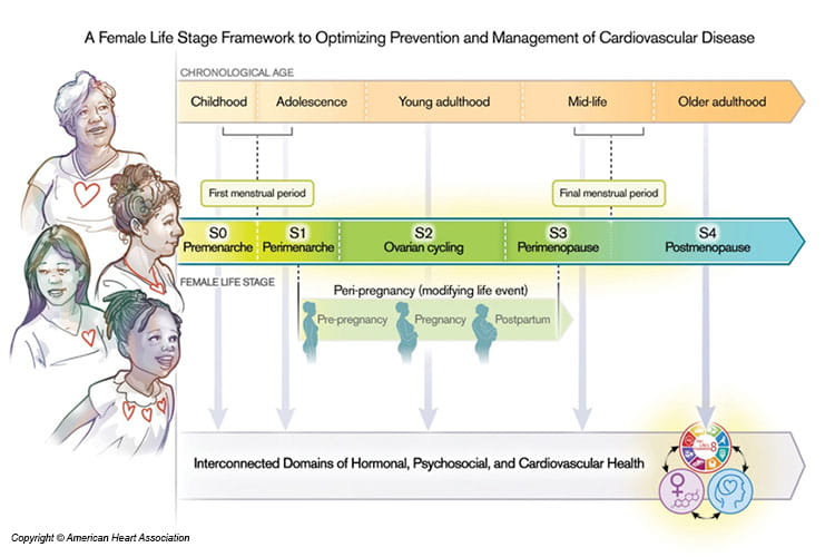 Illustration demonstrating a female life stage framework to prevention and management of CVD