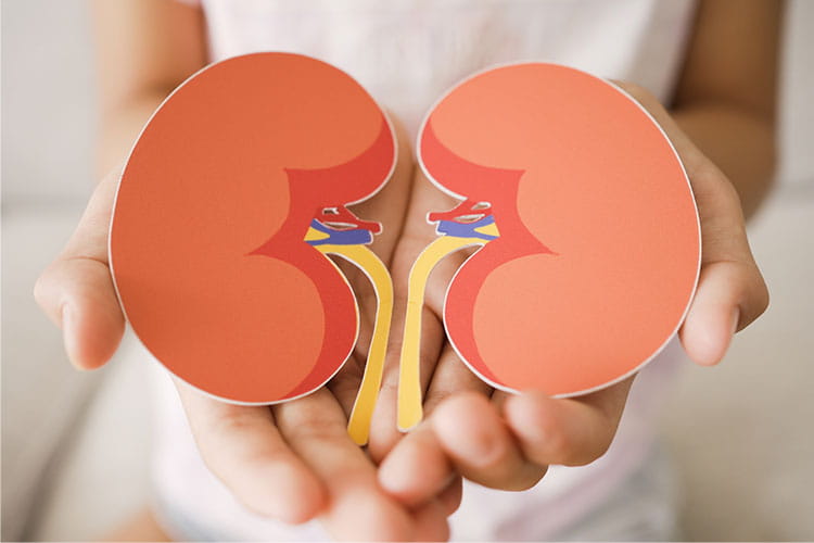 Illustrated kidneys in the a pair of photographed hands