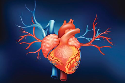 Illustration of human heart