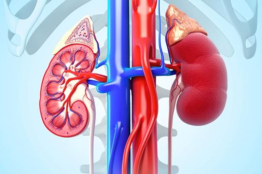 Kidney Crosssection