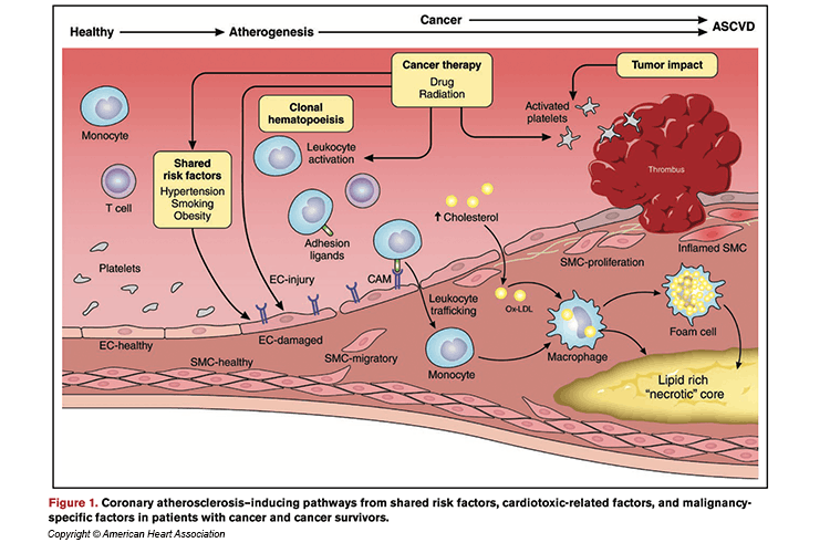 Illustration of coronary atherosclerosis-inducing pathways