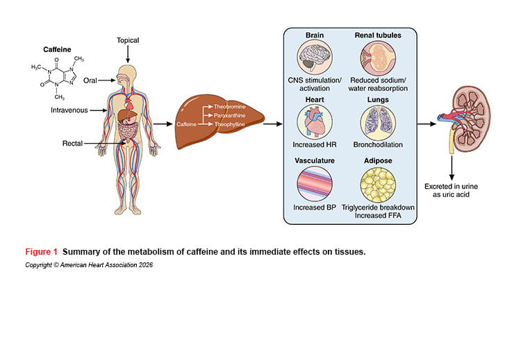 Figure showing metabolism of caffeine and immediate effects on tissues