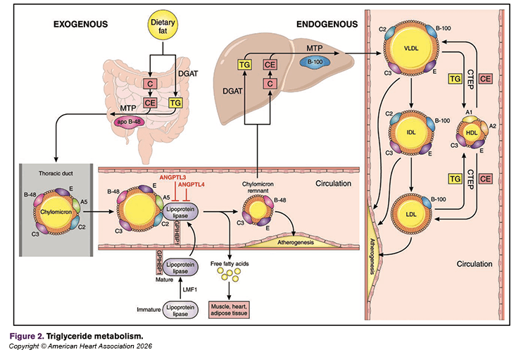 Figure 2 of Triglyceride metabolism